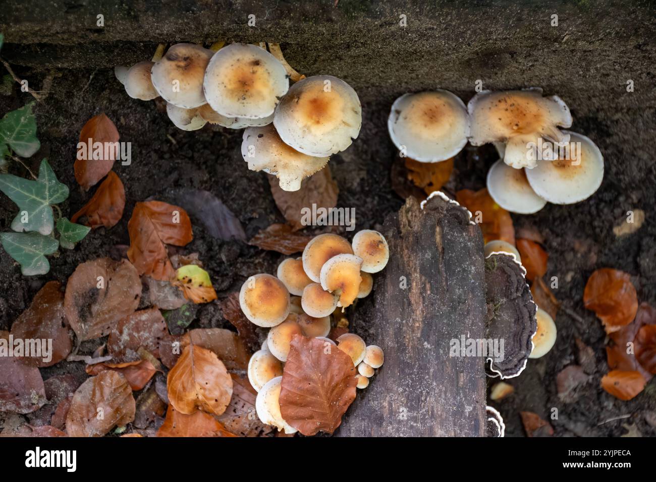 DiverCitta dei funghi selvatici di Mullerthal, la piccola Svizzera del Lussemburgo lungo percorsi escursionistici, formazioni rocciose, foreste coperte di muschio, destina turistica Foto Stock