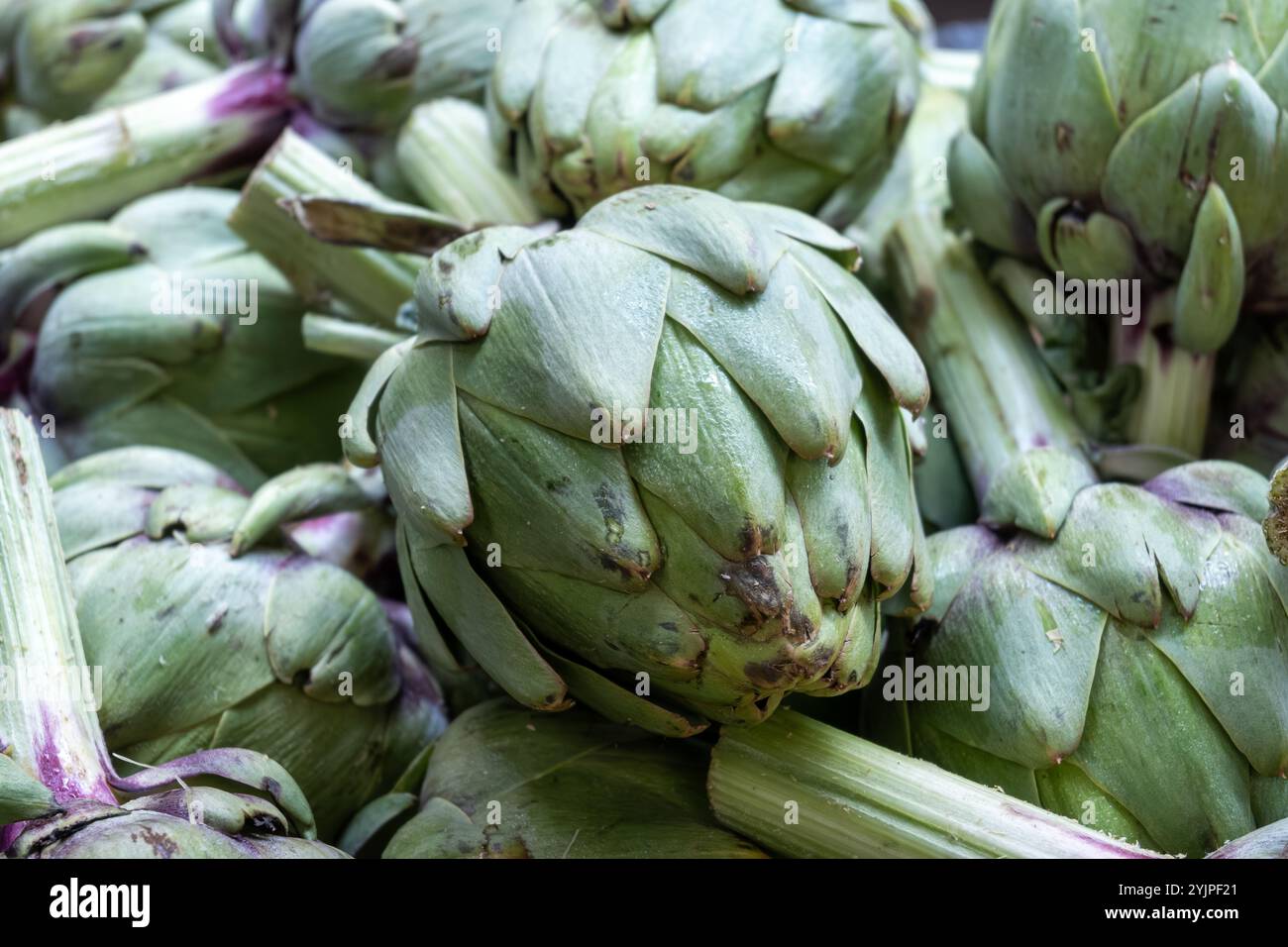 Grossi carciofi Romanesco freschi teste di fiori verdi-viola pronte per cucinare piatti di stagione Foto Stock