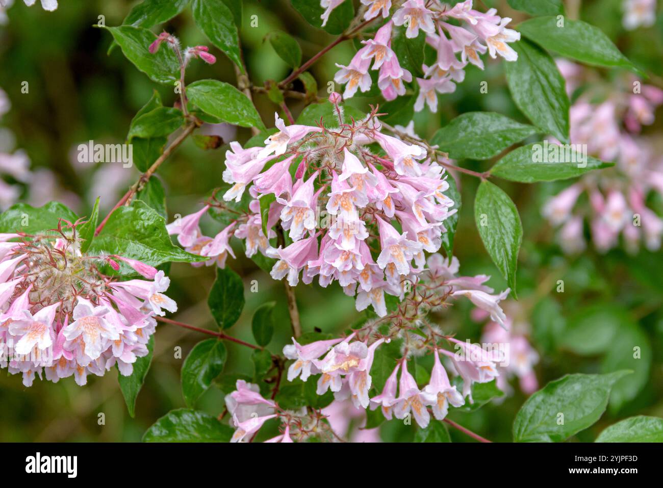 Perlmuttstrauch, Kolkwitzia amabilis, Pearl Strauch, Kolkwitzia amabilis, Pearl Bush Foto Stock