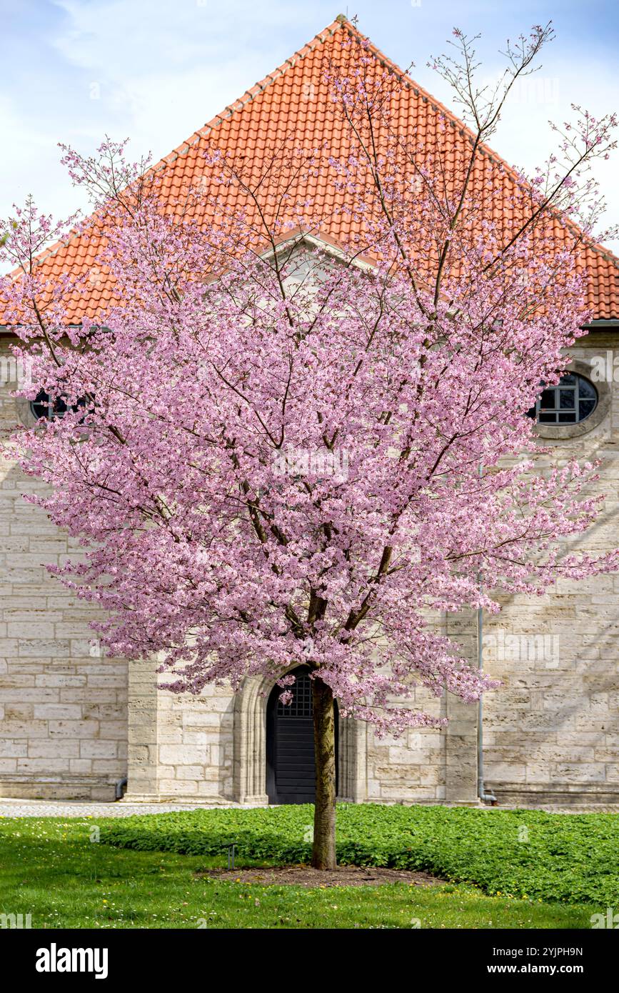 Berg-Kirsche, Prunus sargentii, Ciliegio di montagna, Prunus sargentii Foto Stock