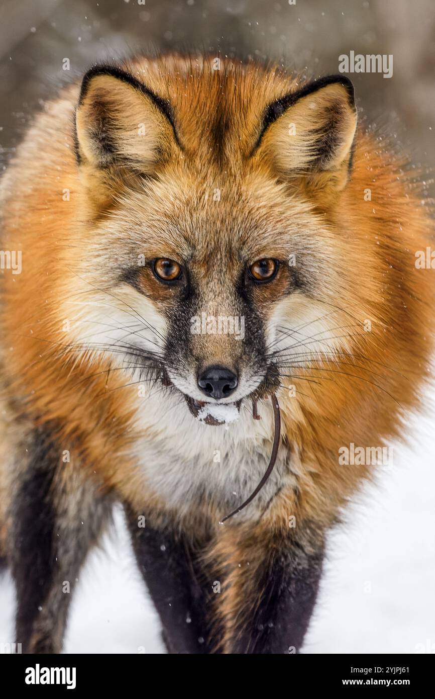 La volpe rossa è la più grande delle vere volpi e una delle più diffuse in tutto l'emisfero settentrionale. Foto Stock