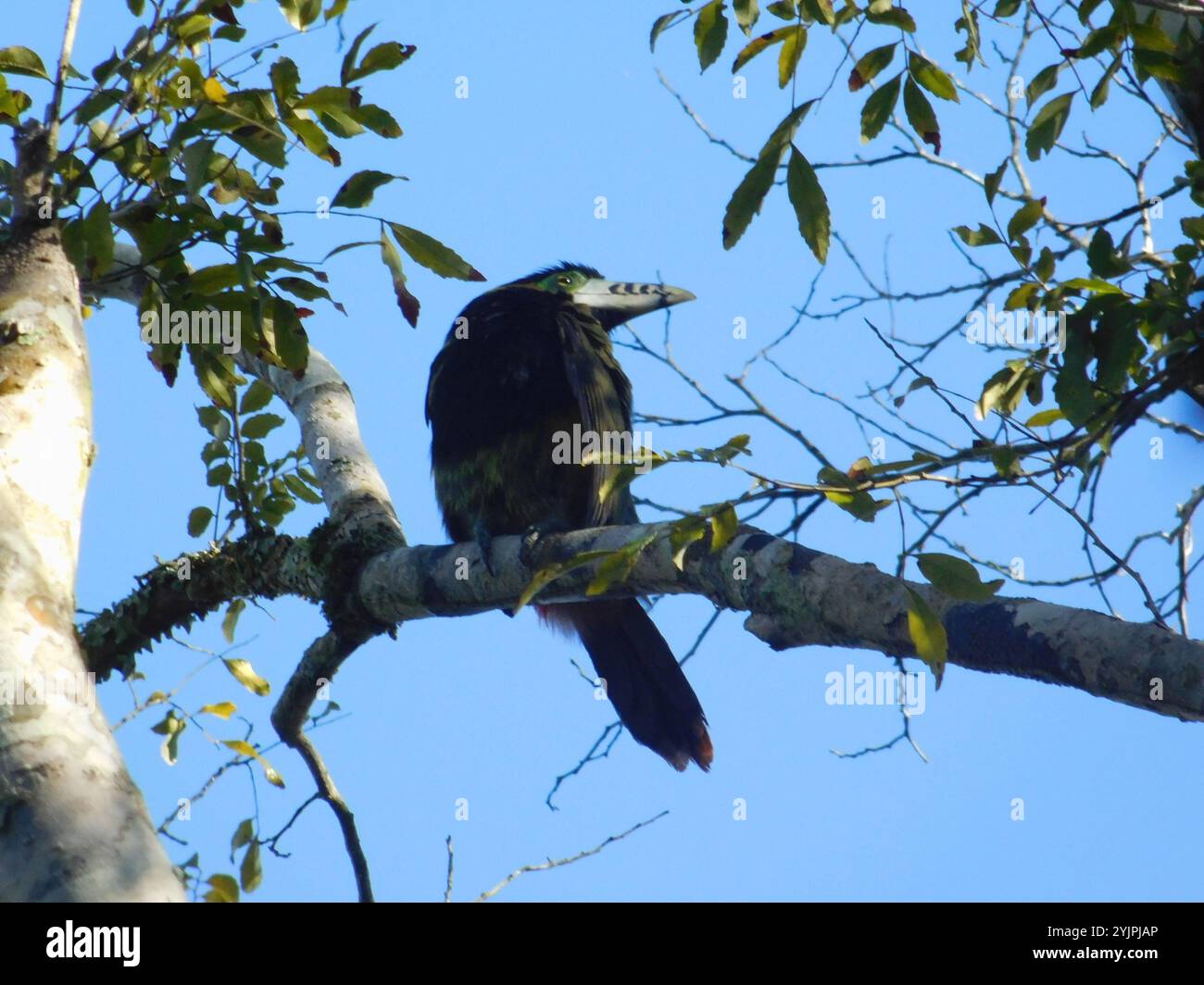 Toucanet con fattura a punti (Selenidera maculirostris) Foto Stock