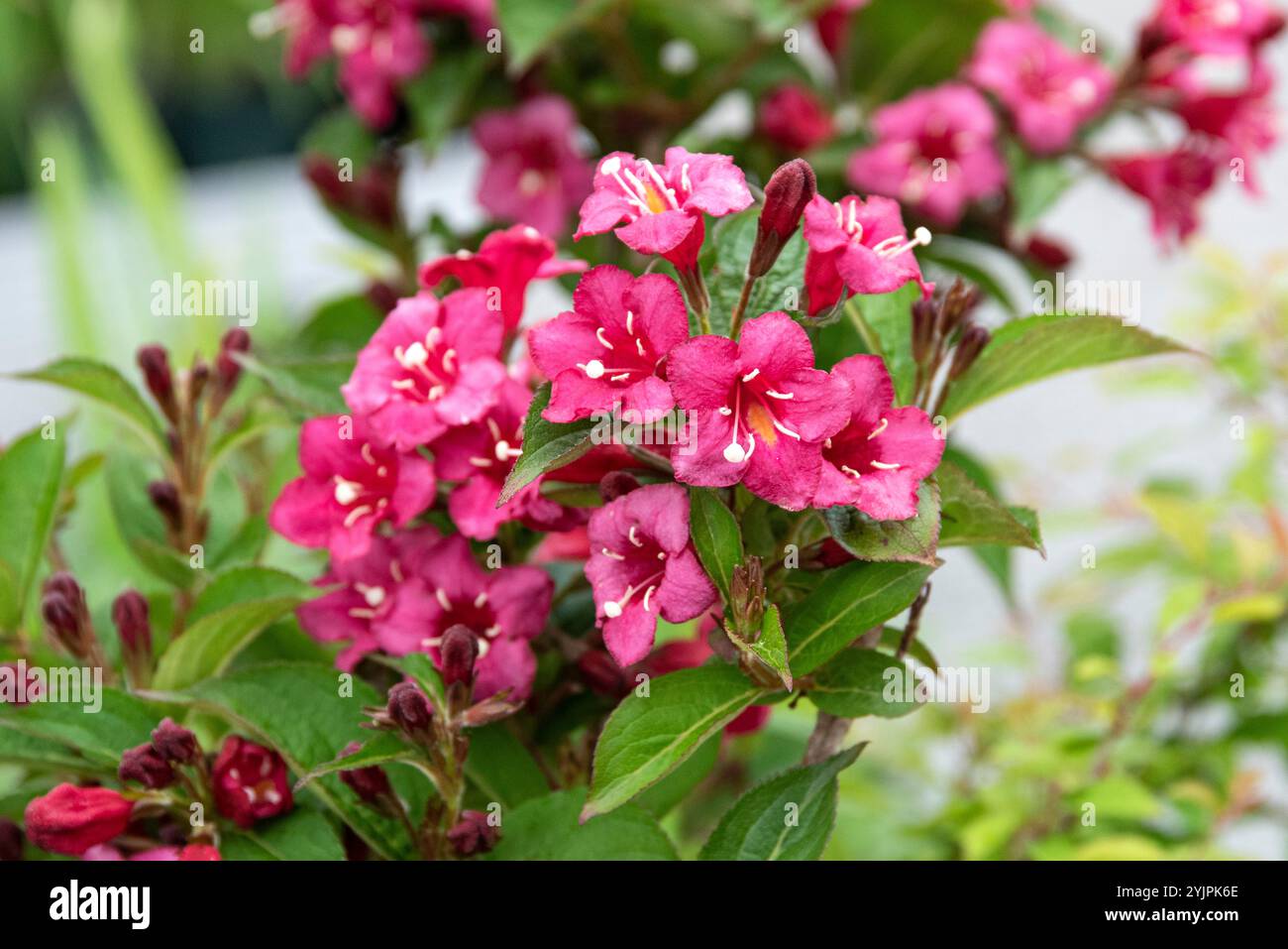 Weigelie, Weigela Bristol Ruby, Weigela, Weigela Bristol Ruby Foto Stock