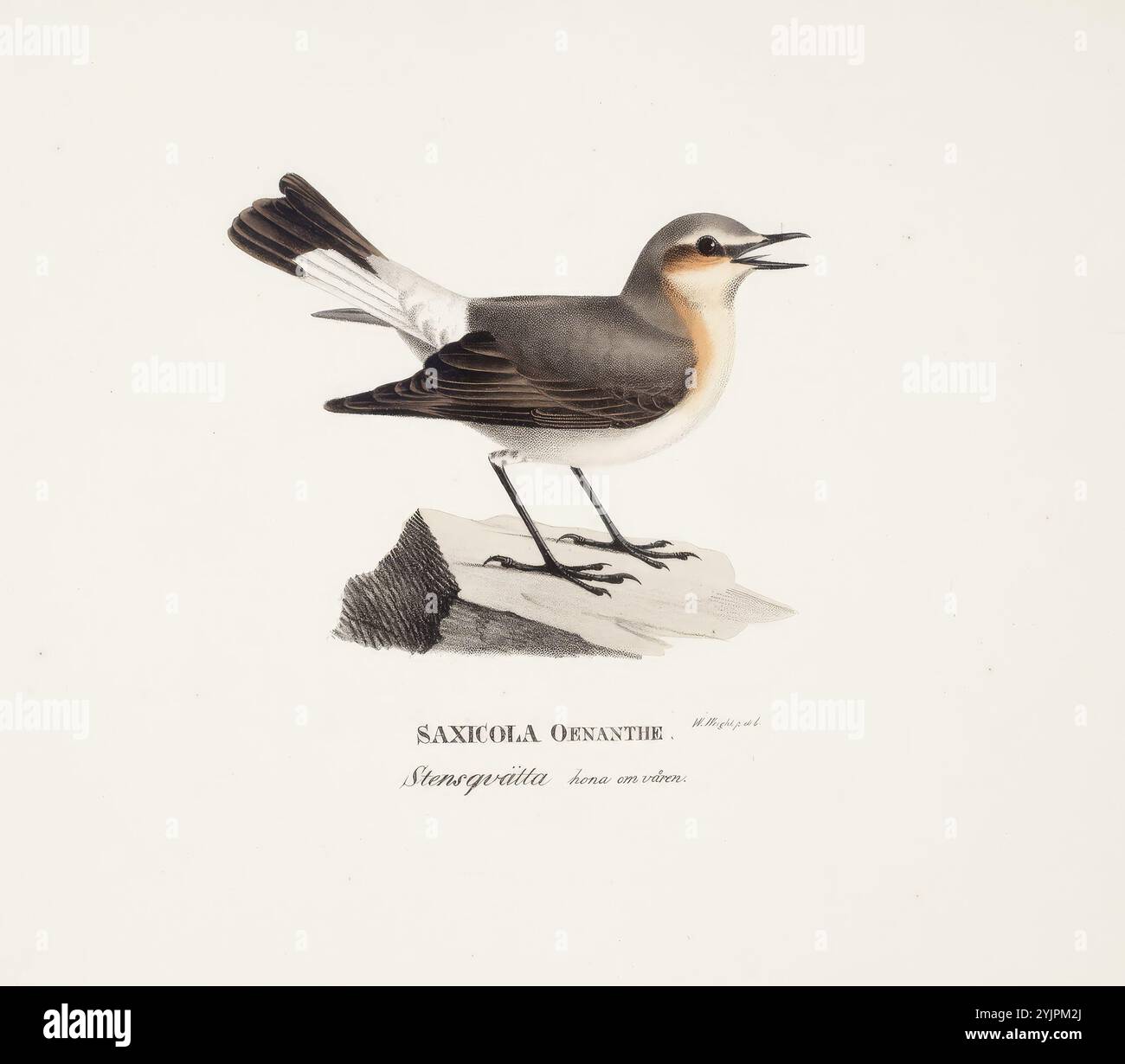 Wright, Wilhelm von, nome dell'opera: Kivitaskunaaras käääu, 1828 - 1838, litografia a colori, grafica, larghezza foglia 38 cm, altezza foglia 27,3 cm, larghezza immagine 13,3 cm, altezza immagine 10,3 cm, Wilhelm von Wright 1810 - 1887, pittore svedese-finlandese e naturalista amatoriale Foto Stock