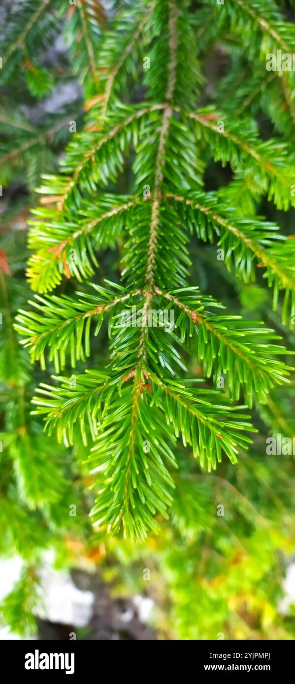 Abete siberiano (Abies sibirica) Foto Stock