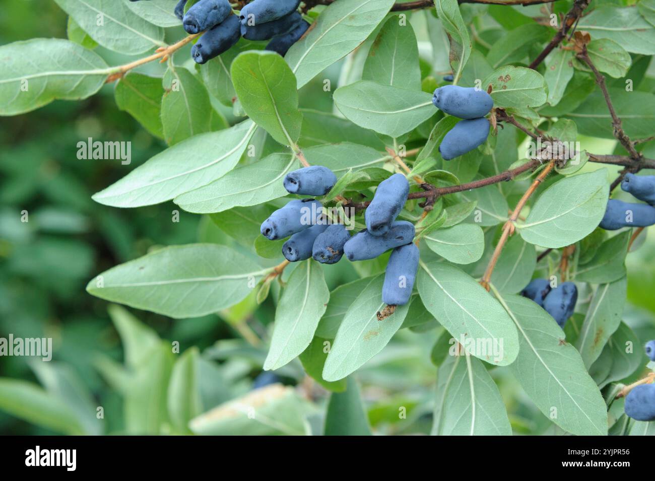 Maibeere, Lonicera caerulea var. Kamtschatica, Maibeere, Lonicera caerulea var. Kamtschatica, Mayberry Foto Stock