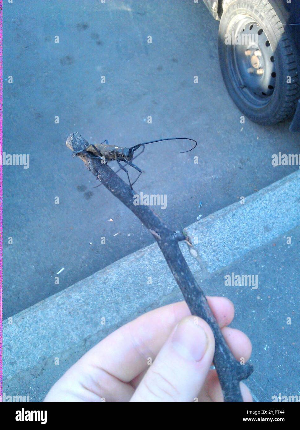 Carpenter Sawyer Beetle (Monochamus sartor) Foto Stock