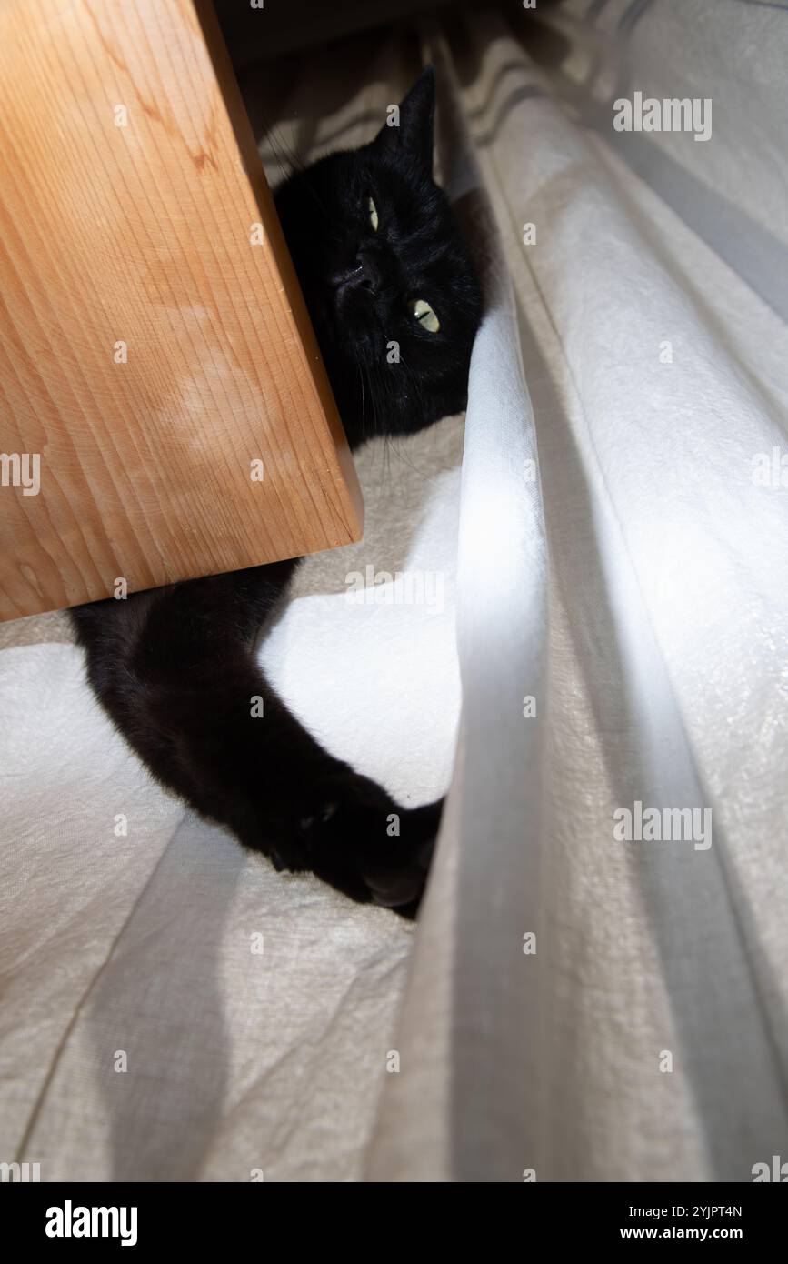 Divertente gatto nero sul tavolo e accanto alle tende con divertente sbirciatura dalla prospettiva Foto Stock