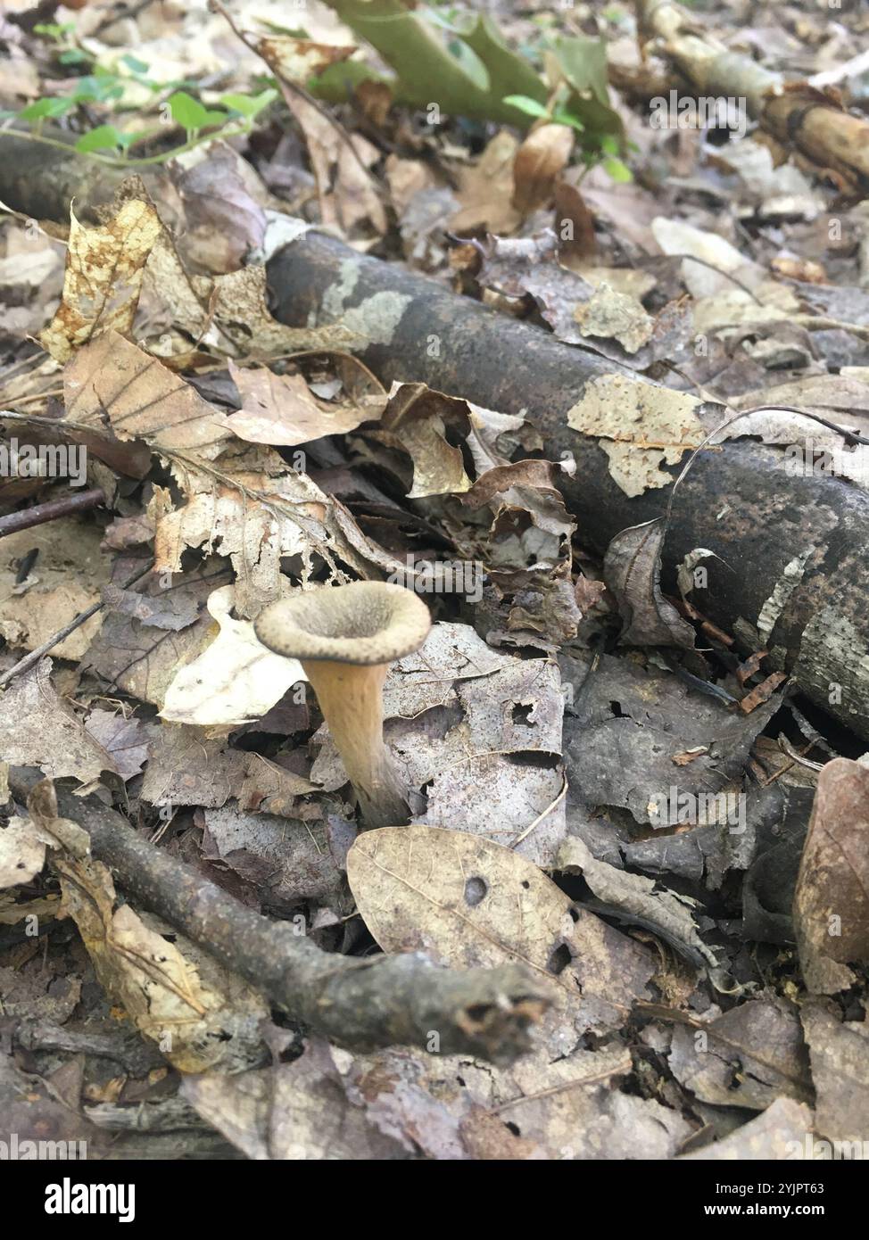 Tromba nera orientale (Craterellus fallax) Foto Stock