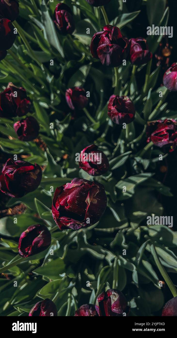 Primo piano boccioli di tulipani . I tulipani di Hollands fioriscono in un giardino. Striscione per tappezzeria floreale Foto Stock