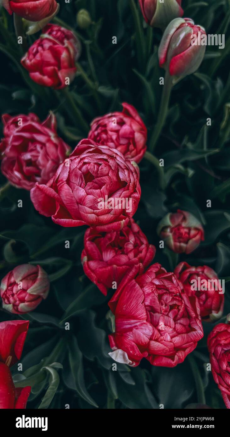 Primo piano boccioli di tulipani . I tulipani di Hollands fioriscono in un giardino. Striscione per tappezzeria floreale Foto Stock