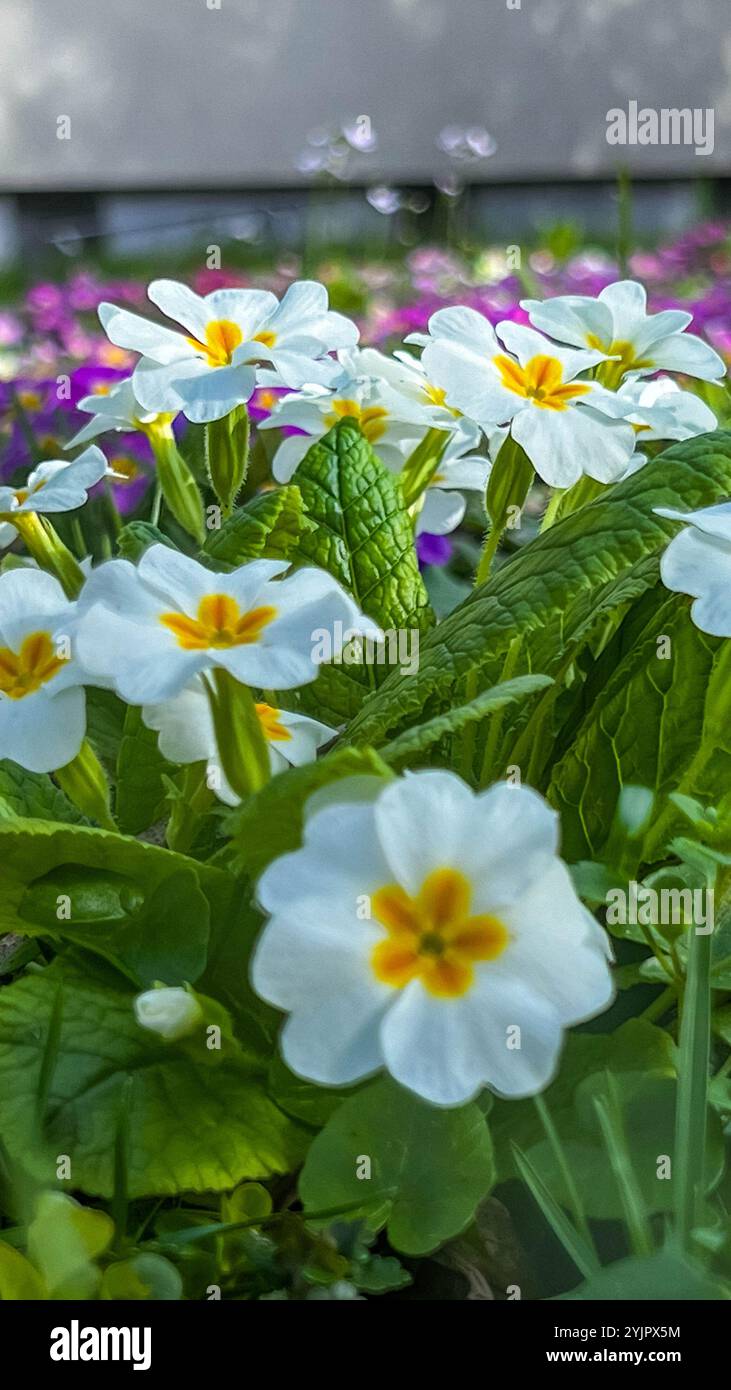 Piantare fiori in un giardino soleggiato Foto Stock