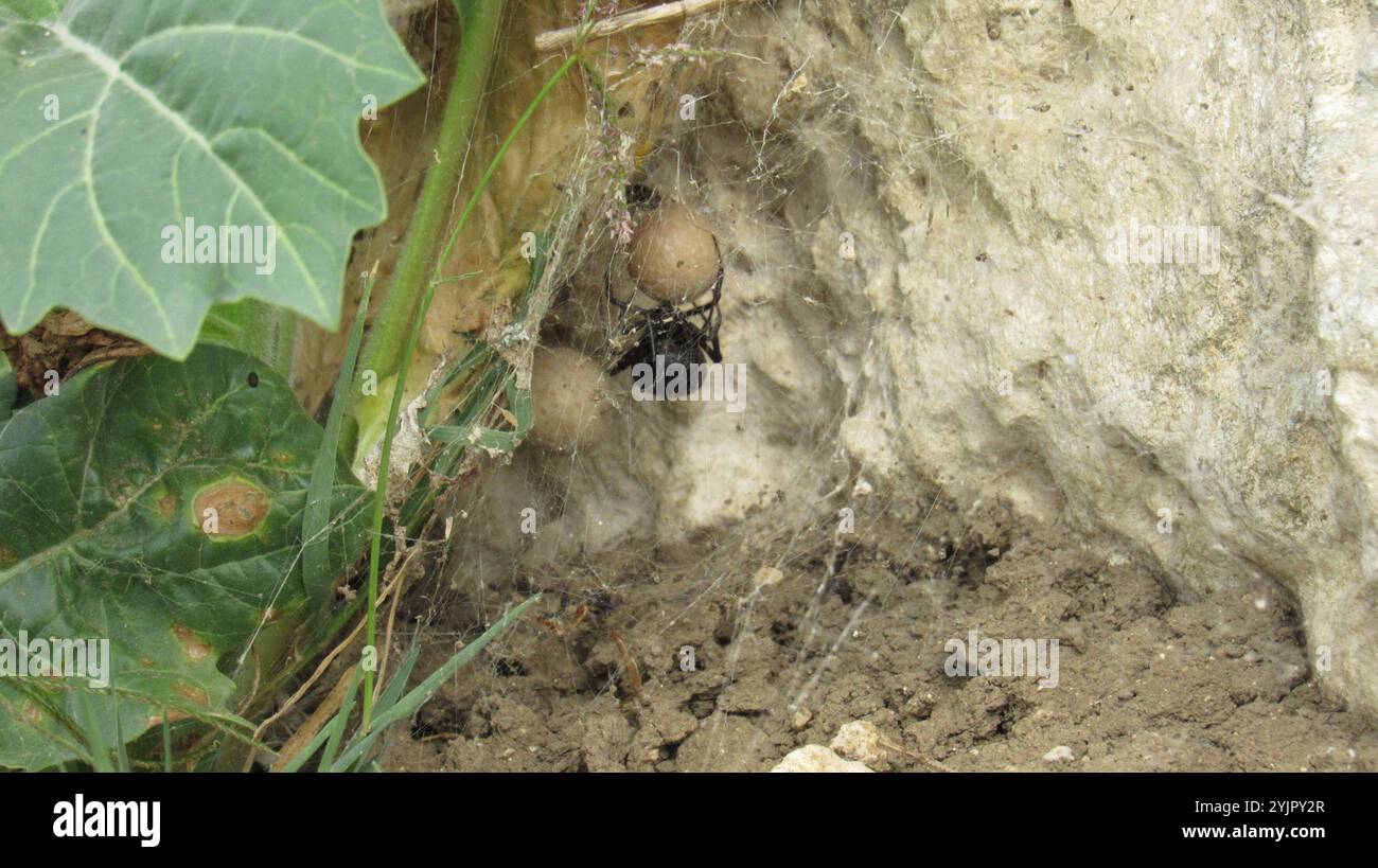 Vedova nera europea (Latrodectus tredecimguttatus) Foto Stock