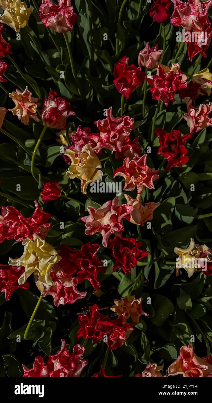 Primo piano boccioli di tulipani . I tulipani di Hollands fioriscono in un giardino. Striscione per tappezzeria floreale Foto Stock