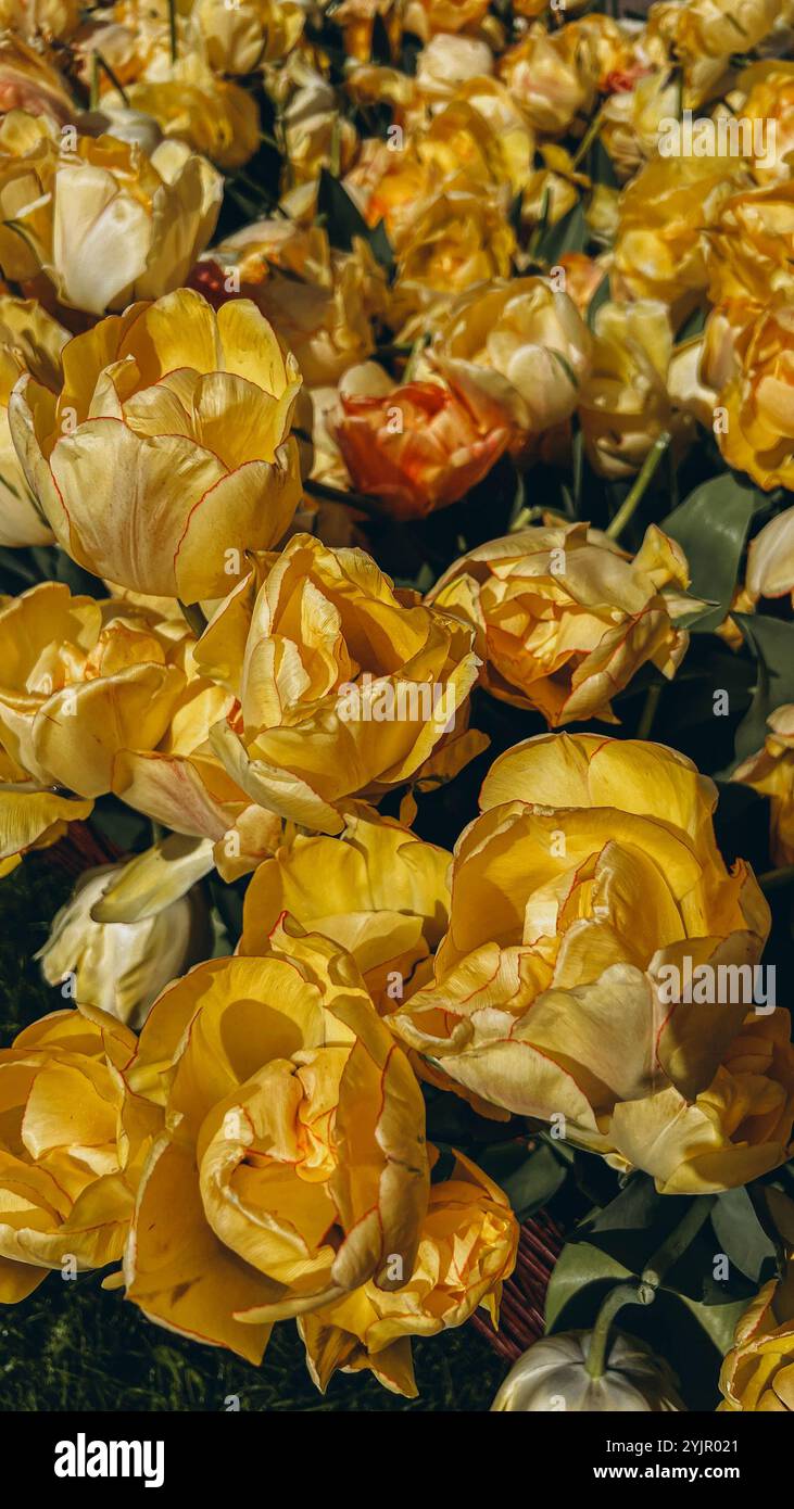 Tulipani gialli in primavera in Romania Foto Stock