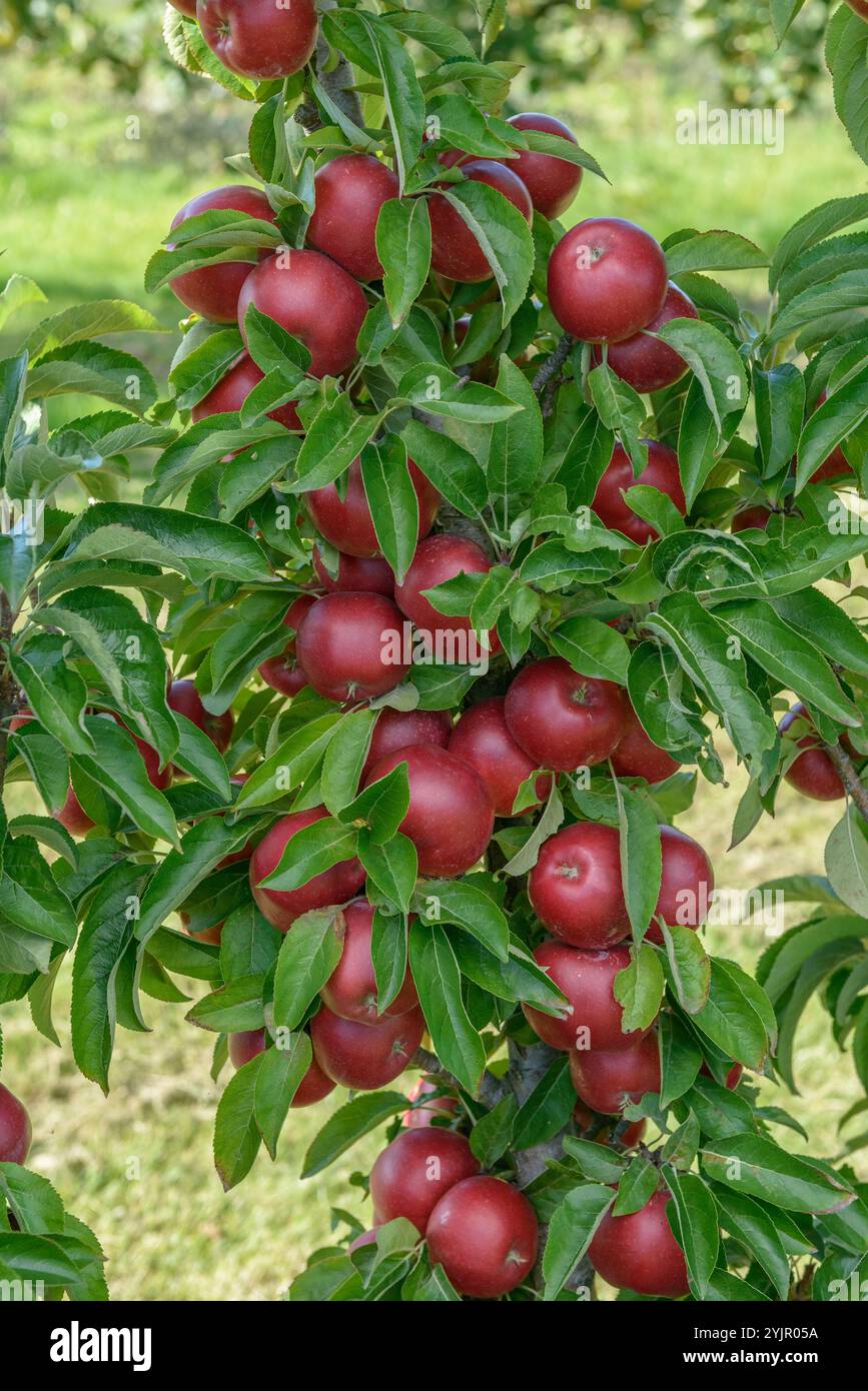 Saeulen-Apfel, Malus domestica luce solare, mela colonna, luce solare Malus domestica Foto Stock