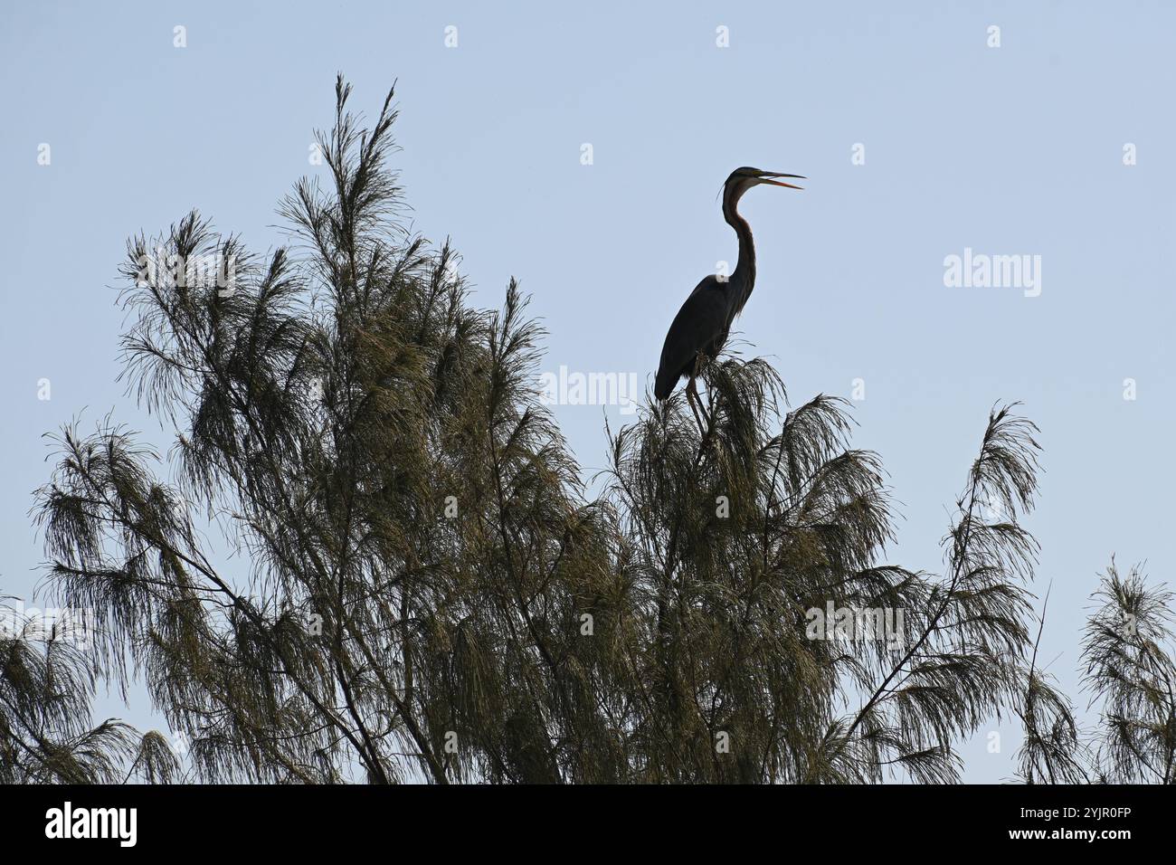 Un airone viola è appollaiato su un ramo superiore di un albero e si sta guardando intorno alla ricerca di cibo Foto Stock