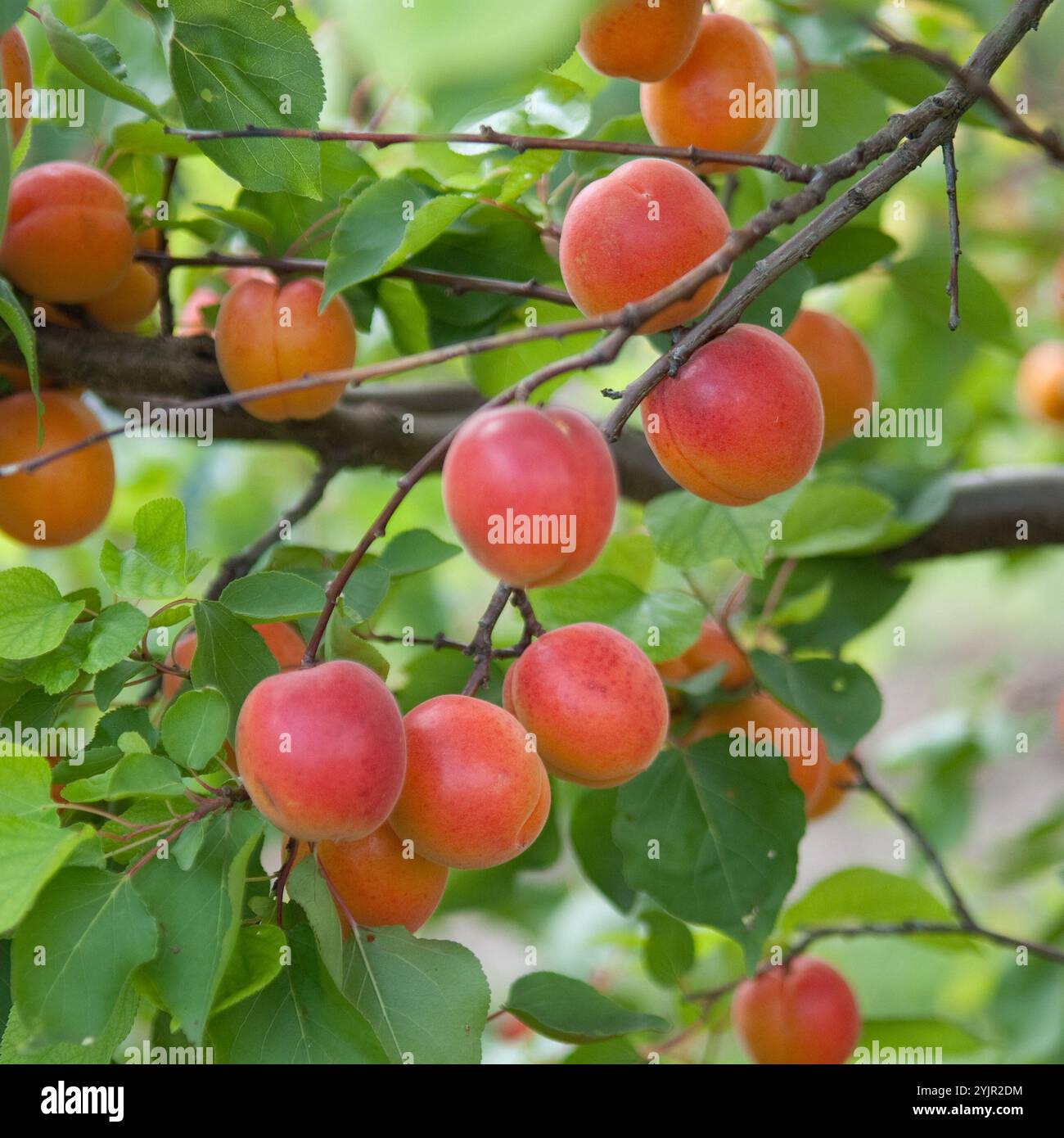 Aprikosen Prunus armeniaca Pinkcot, Apricot Prunus armeniaca Pinkcot Foto Stock