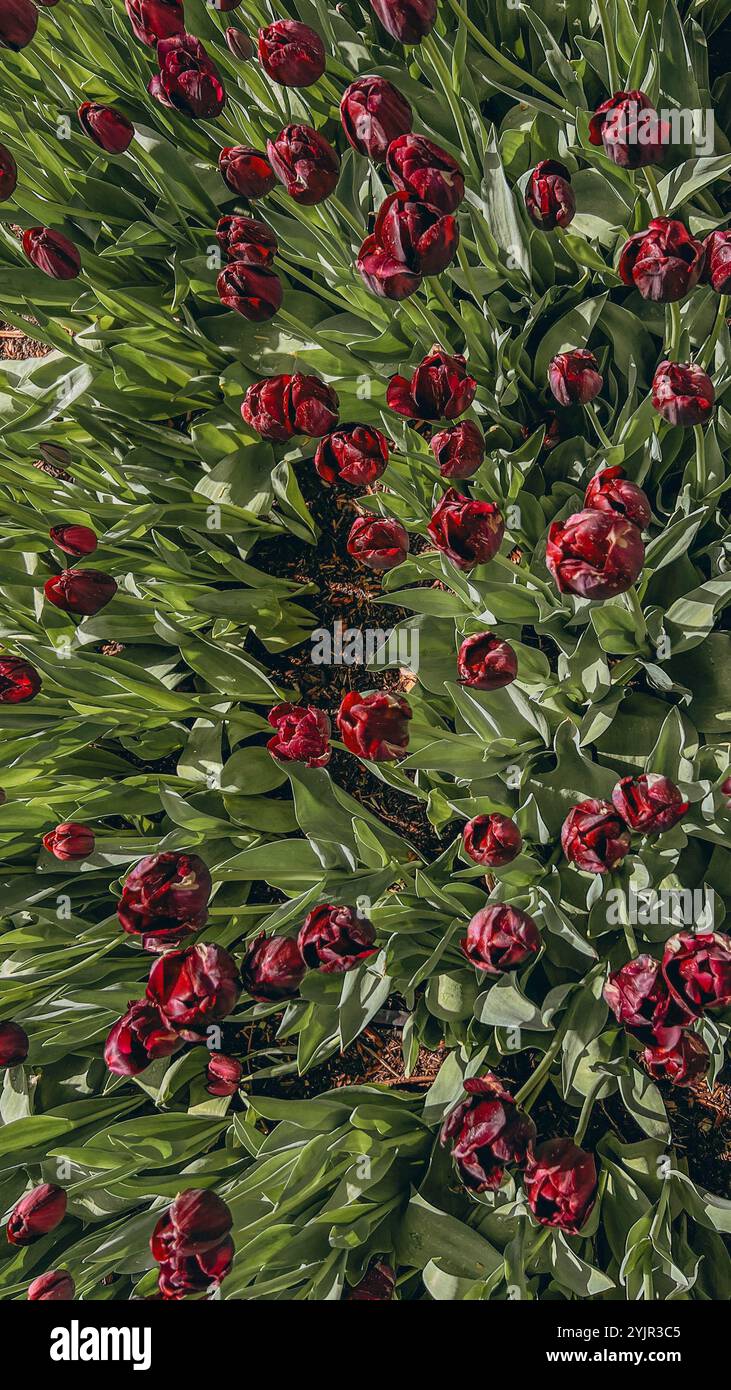 Primo piano boccioli di tulipani . I tulipani di Hollands fioriscono in un giardino. Striscione per tappezzeria floreale Foto Stock