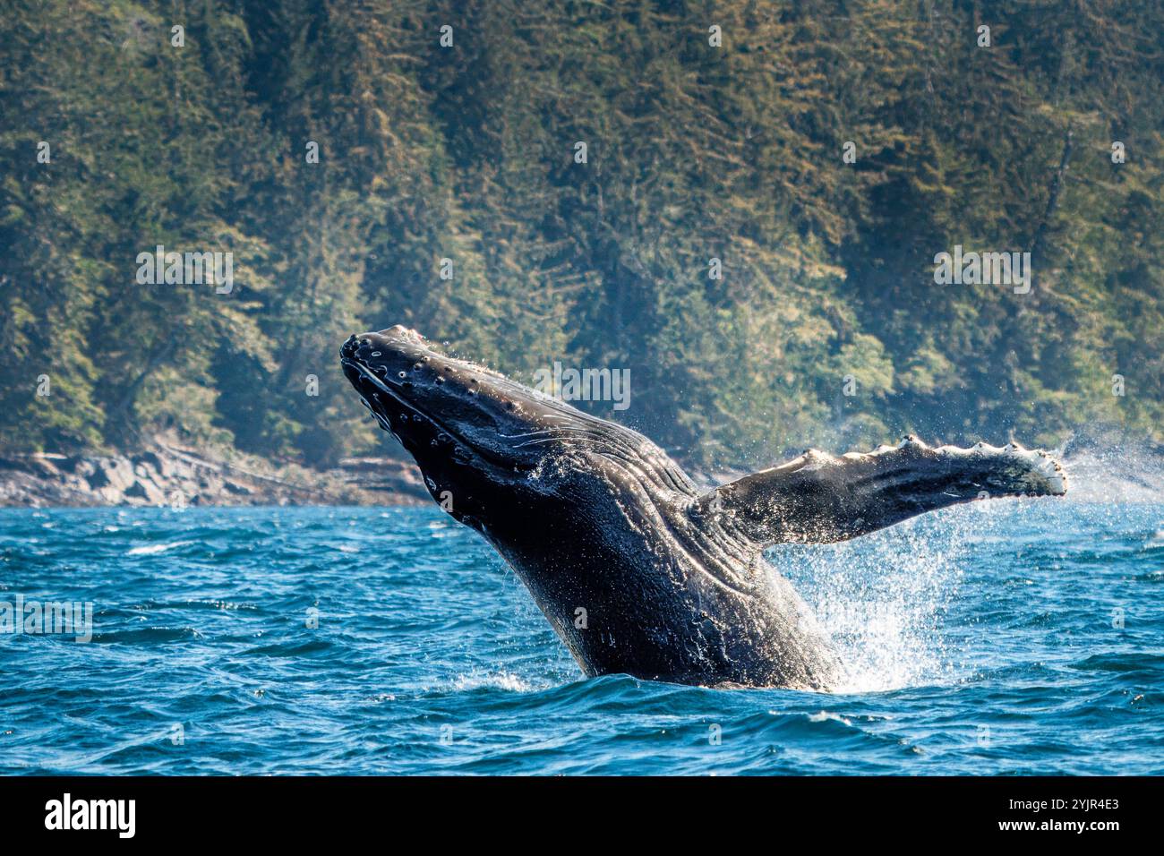 Ripples polf Breaching in Blackfish Sound, territorio delle prime Nazioni, territori tradizionali del popolo Kwakwaka'wakw, Columbia Britannica, Canada.⁠ Foto Stock