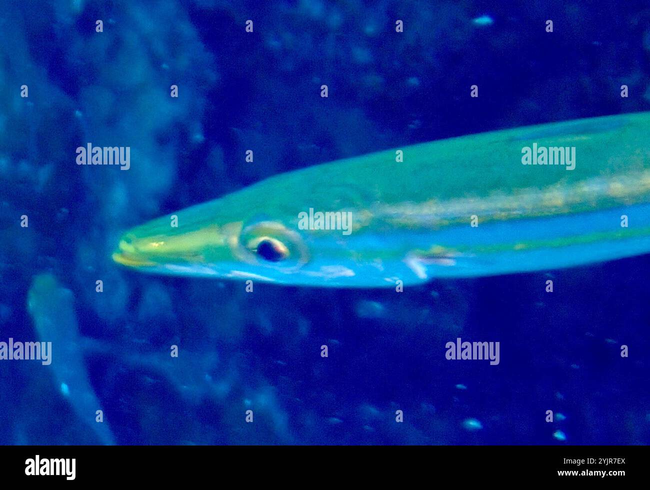 Barracuda a coda gialla (Sphyraena flavicauda) Foto Stock