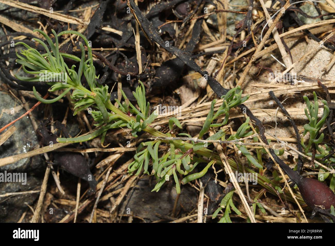 Alghe erbacee (Suaeda maritima) Foto Stock