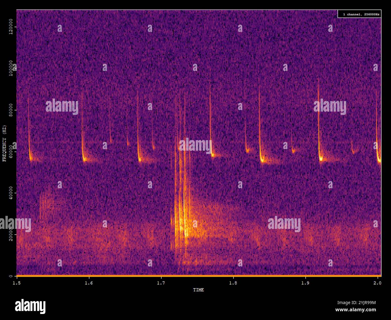 Pipistrelle pigmeo (Pipistrellus pygmaeus) Foto Stock