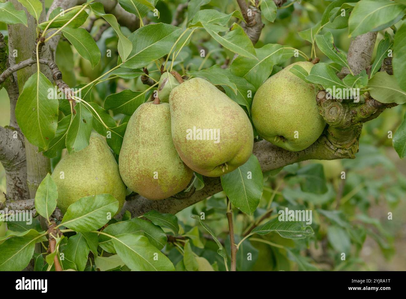 Birne Pyrus communis Jeanne Darc, Pear Pyrus communis Joan of Arc, Pear Pyrus communis Jeanne Darc Foto Stock