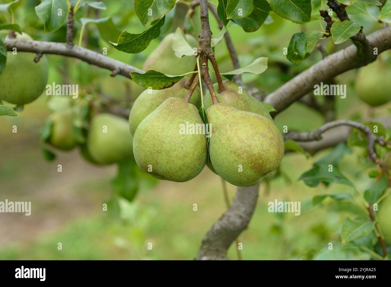 Birne Pyrus communis Jeanne Darc, Pear Pyrus communis Joan of Arc, Pear Pyrus communis Jeanne Darc Foto Stock