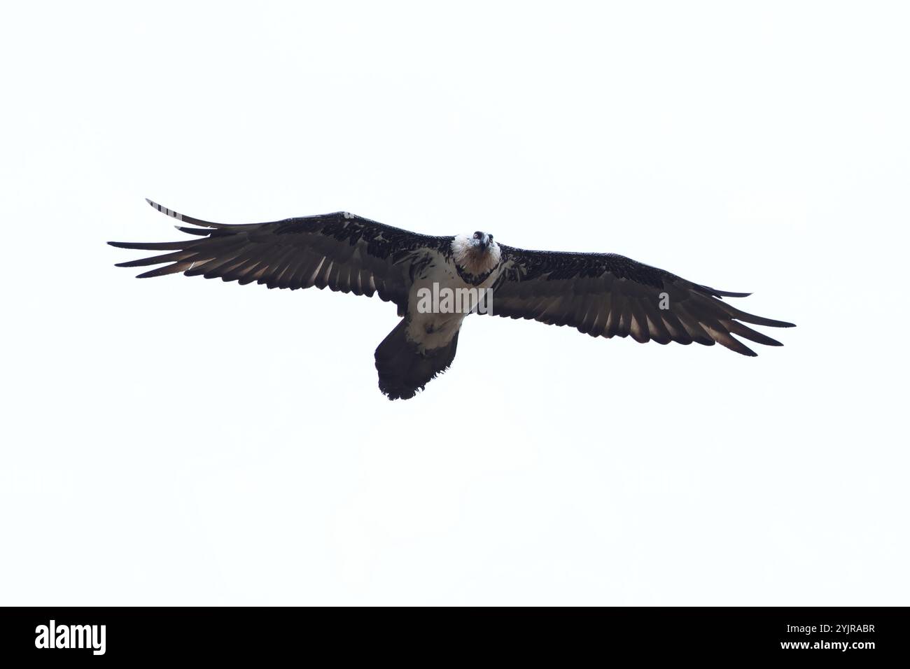 Avvoltoio con barba adulta, noto anche come Lammergeier, in volo dal basso, pallido individuum Foto Stock
