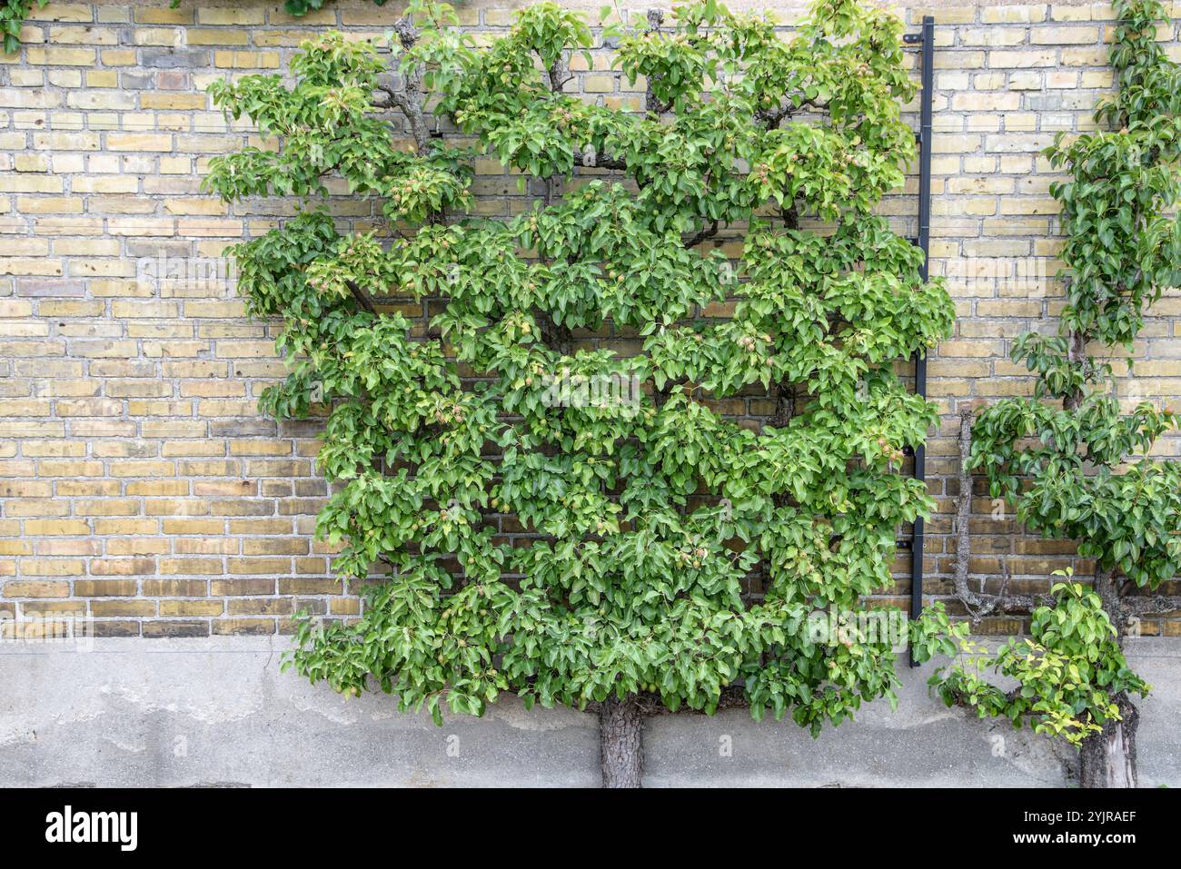 Birne Pyrus communis, Par Pyrus communis Foto Stock