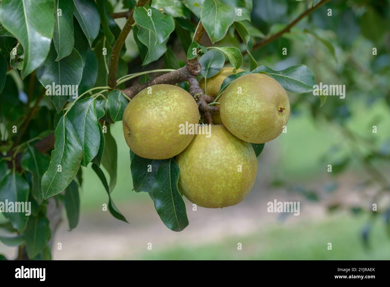 Birne Pyrus communis BENITA, Par Pyrus communis BENITA Foto Stock