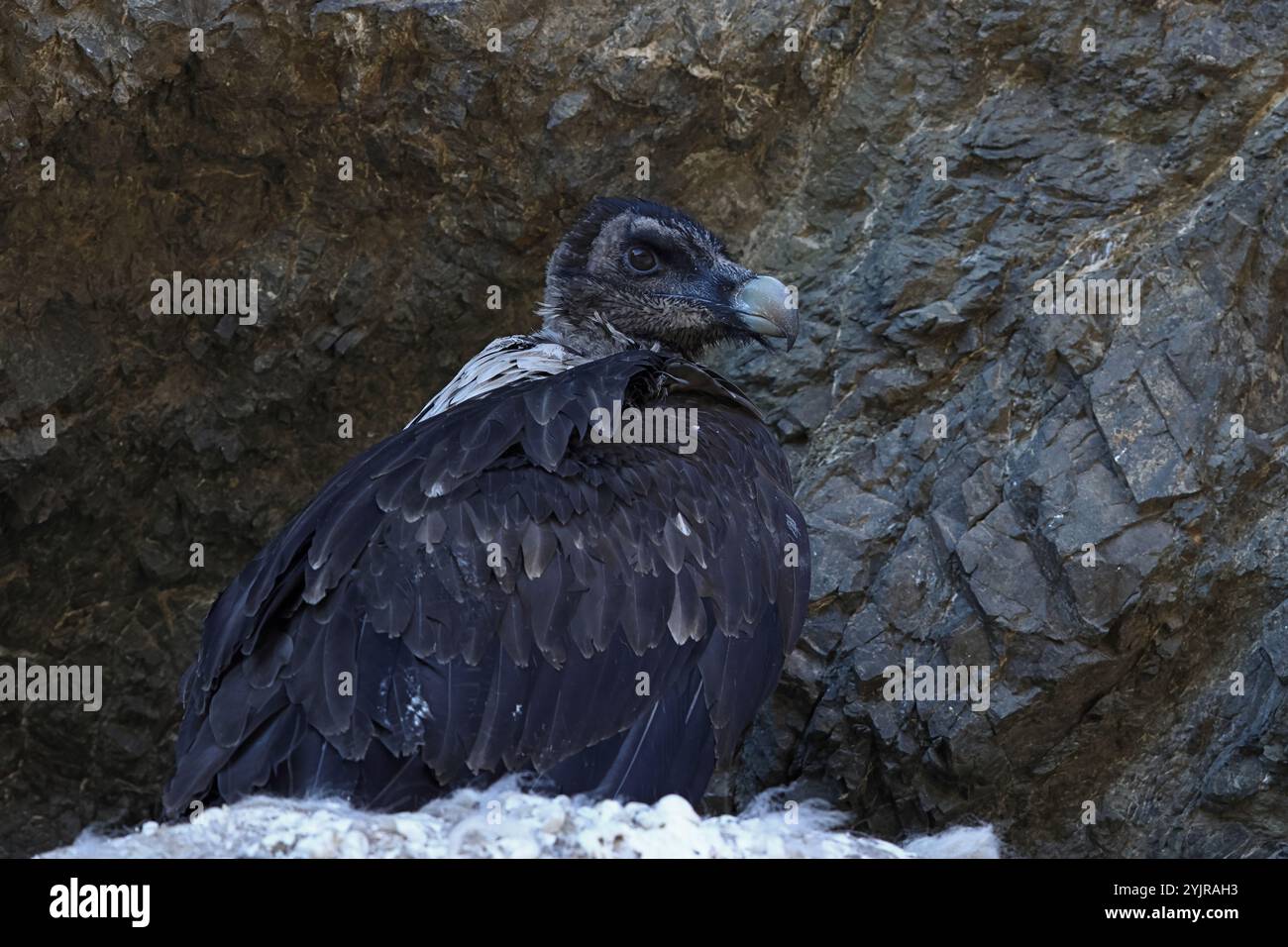 Ritratto di un giovane Avvoltoio barbuto, calles Lammergeier, appollaiato nella sua eyrie Foto Stock