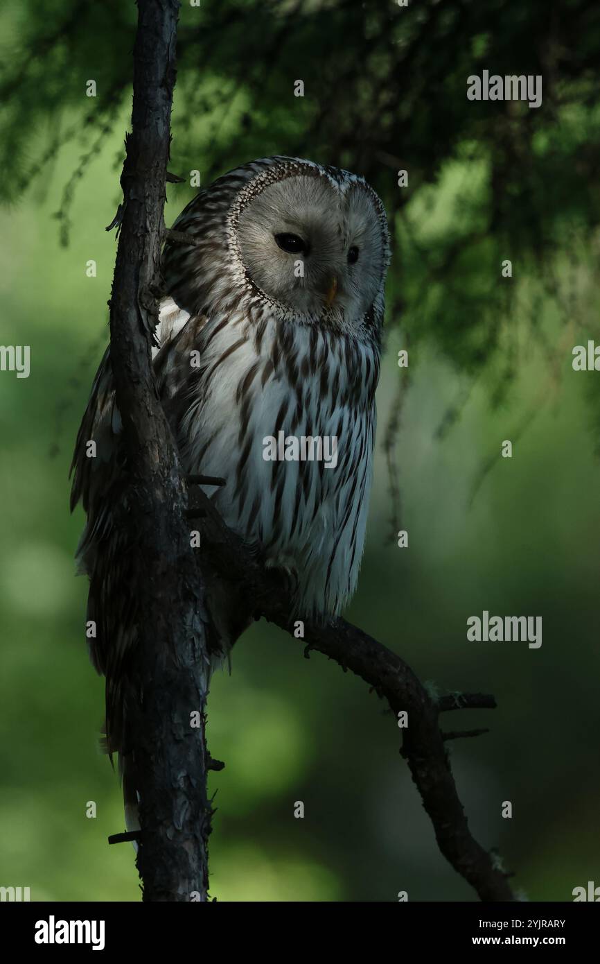 Il gufo di Urali adulto si trova appollaiato su un ramo della taiga mongola Foto Stock