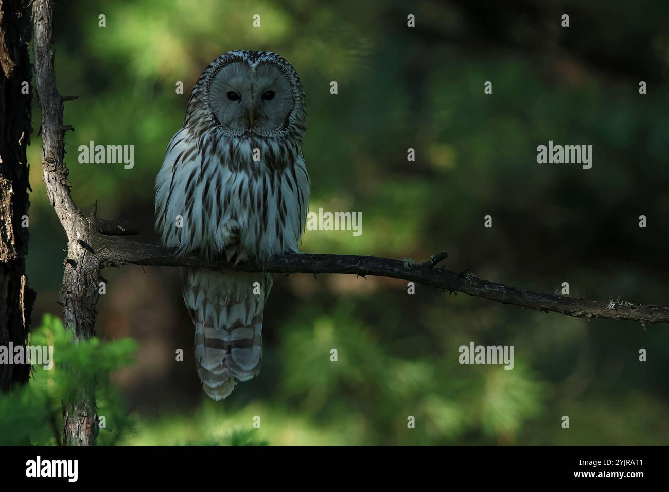 Il gufo di Urali adulto si trova appollaiato su un ramo della taiga mongola Foto Stock