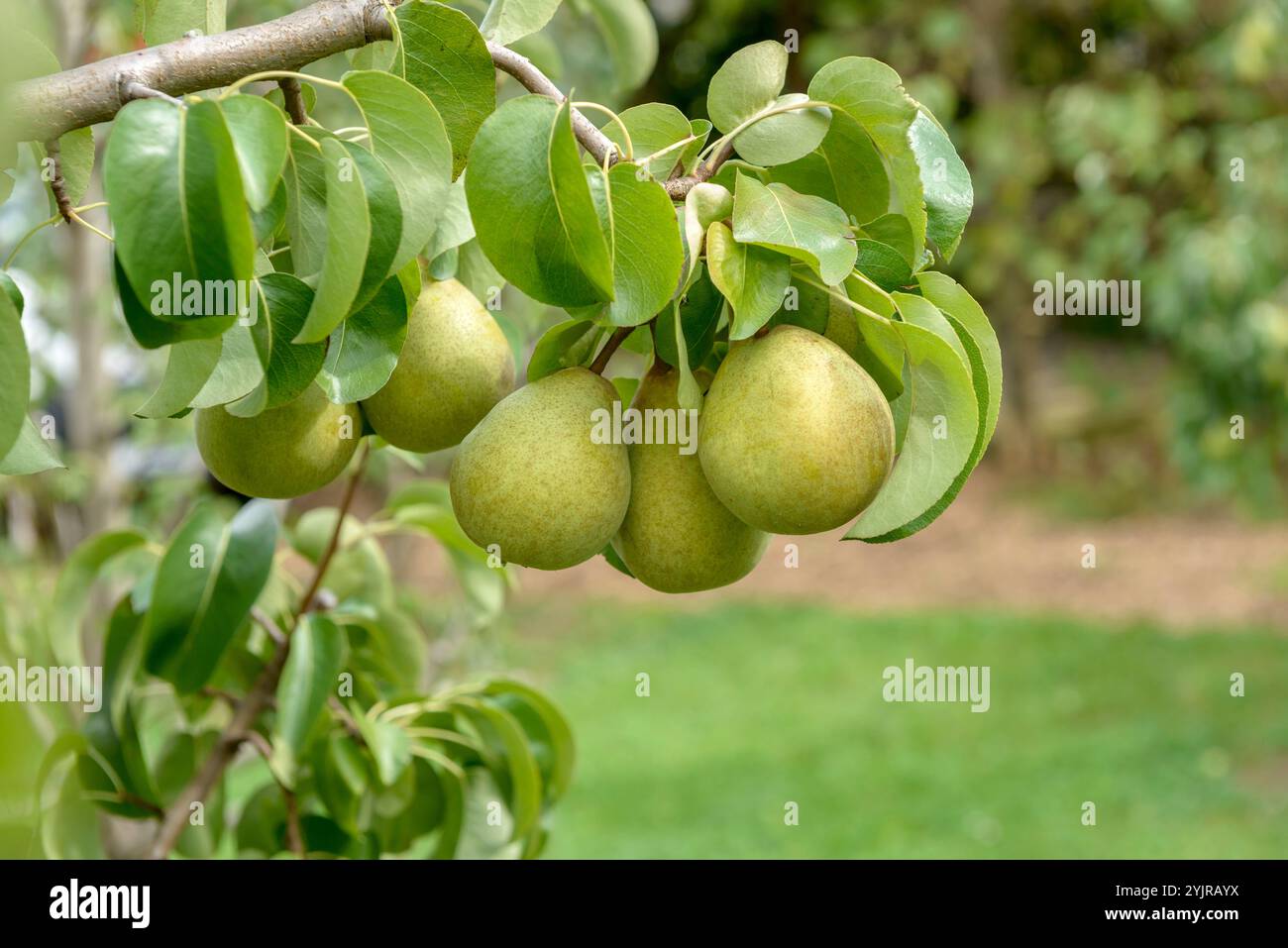 Birne Pyrus communis GELLERTS BUTTERBIRNE, Pere Pyrus communis Gellert BUTTER PEAR, Pere Pyrus communis GELLERTS BUTTER PEAR Foto Stock