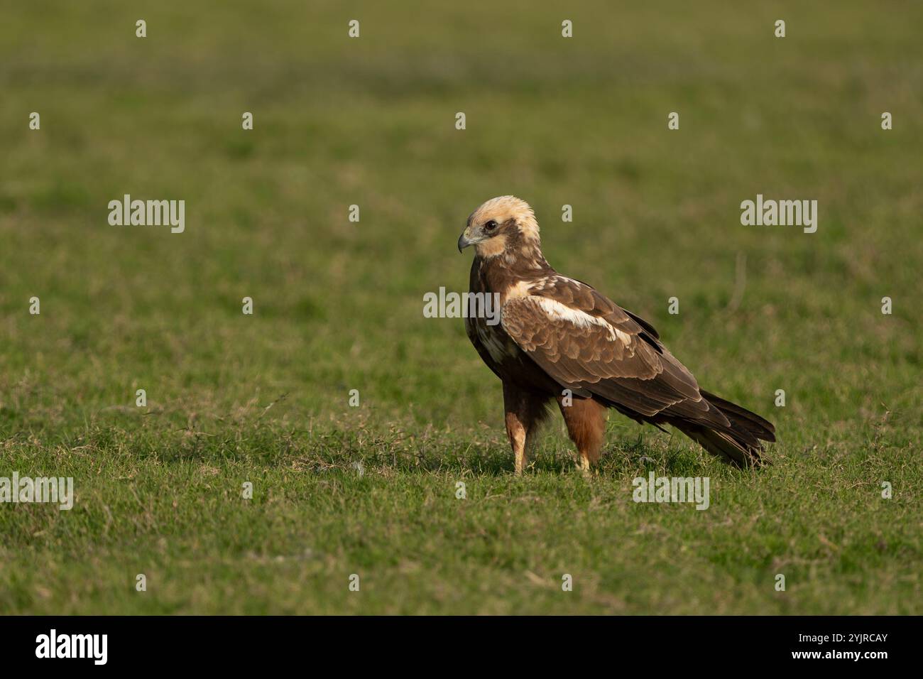 L'harrier paludoso occidentale è un grande harrier, un uccello preda proveniente dall'Eurasia occidentale temperata e subtropicale e dall'Africa adiacente. Foto Stock