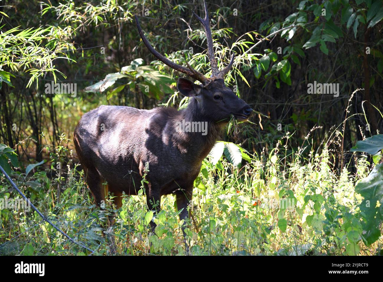 Sambar (Rusa unicolor), cervi che camminano nel parco nazionale Jim Corbett Foto Stock