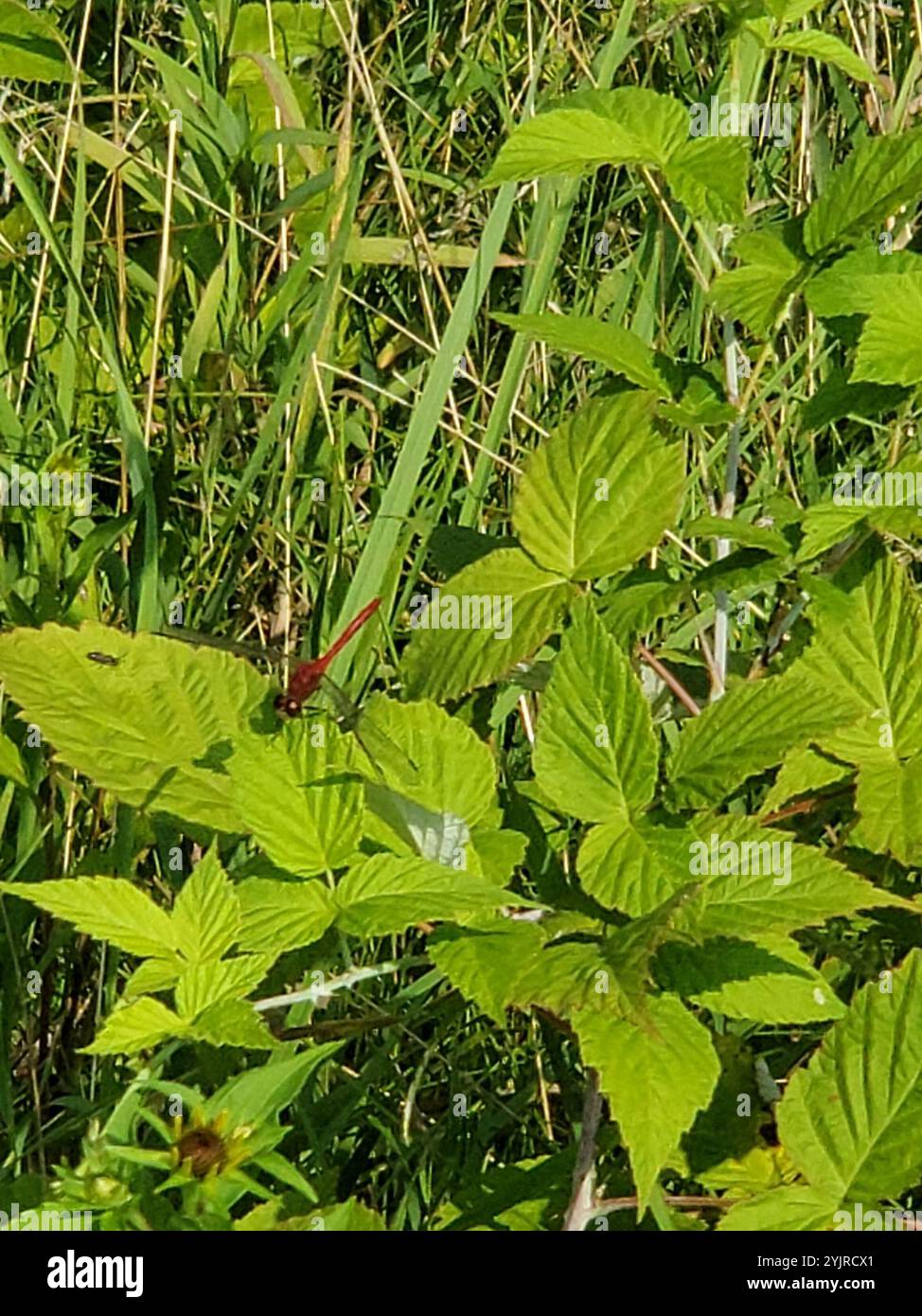 Ruby Meadowhawk (Sympetrum rubicundulum) Foto Stock