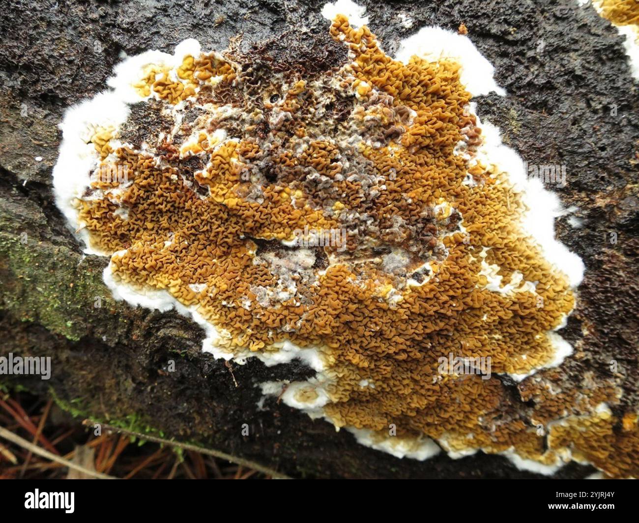 (Serpula himantioides) Foto Stock