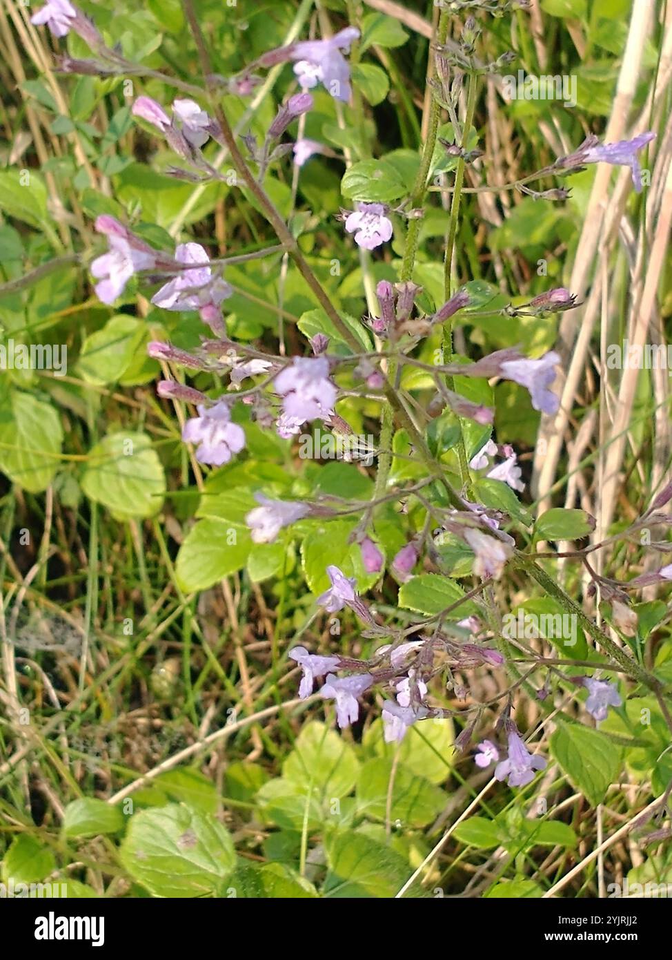 Calammina minore (Clinopodium nepeta) Foto Stock