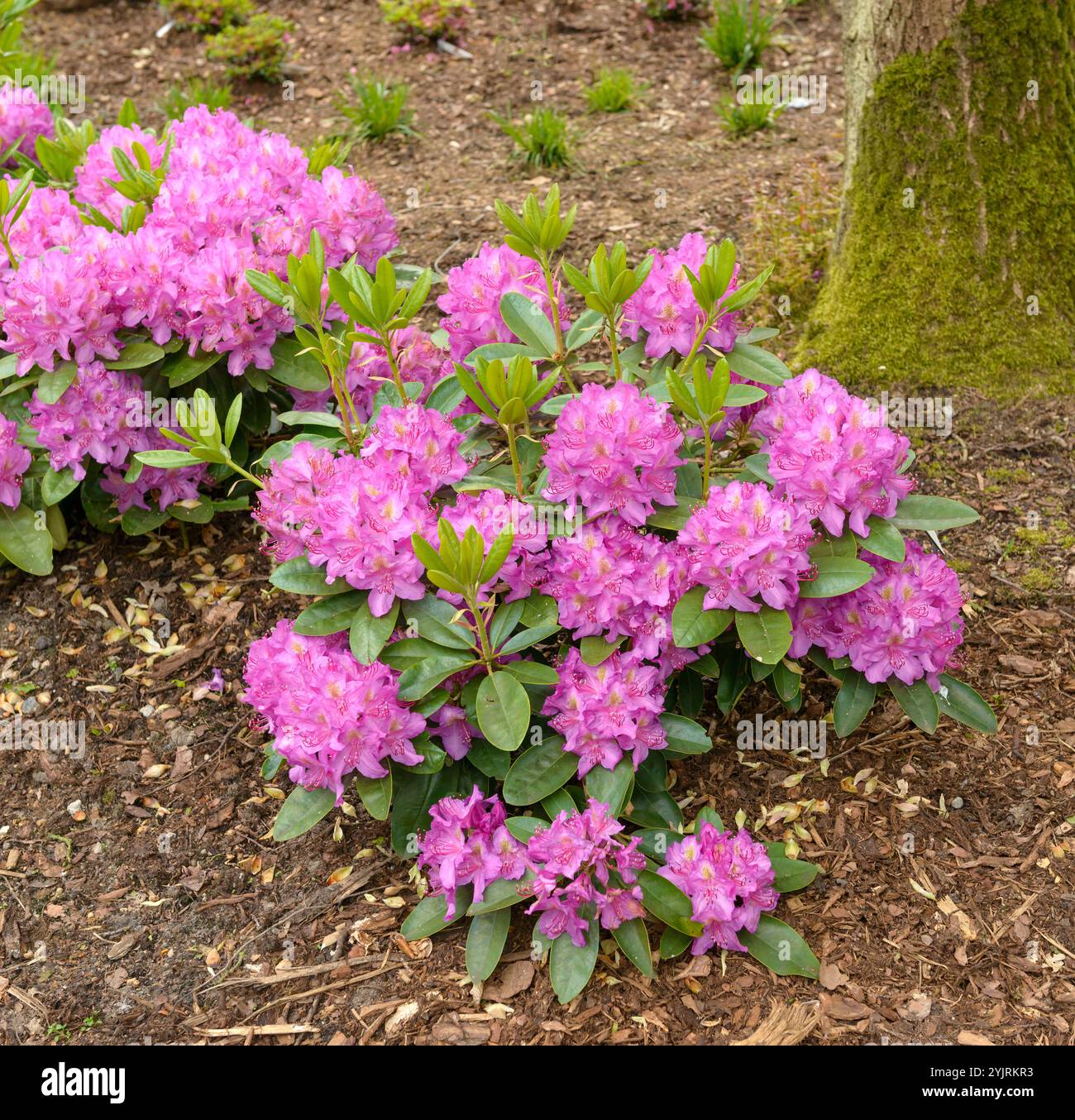 Rododendron Rododendron Pink Purple Dream, Rododendron Pink Purple Dream Foto Stock