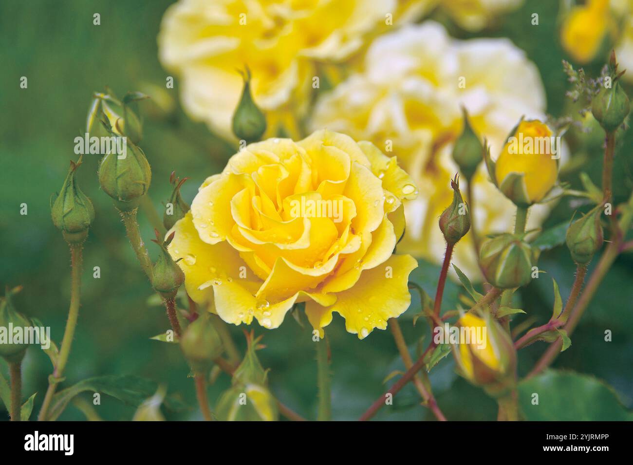 Rosa Westart, stile rosa occidentale, stile rosa occidentale, stile rosa occidentale Foto Stock