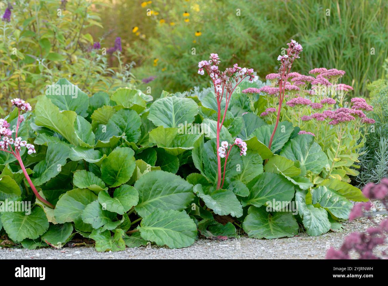 Bergenie Bergenia cordifolia Herbstbluete, Bergenia Bergenia cordifolia Herbstbluete, Bergenia Bergenia cordifolia fioritura autunnale Foto Stock