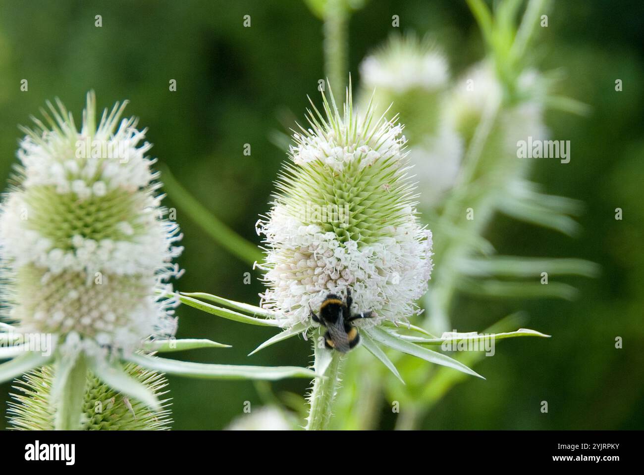 Wilde Karde Dipsacus sylvestris, Teasel Dipsacus sylvestris, Wild Teasel Dipsacus sylvestris Foto Stock