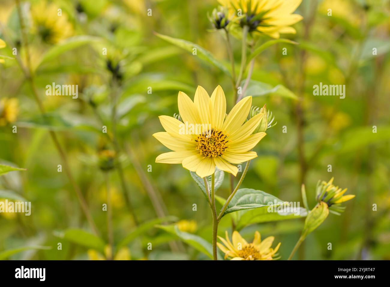 Kleinkoepfie Sonnenblume Helianthus Regina del limone, Regina del limone a testa piccola Helianthus Foto Stock