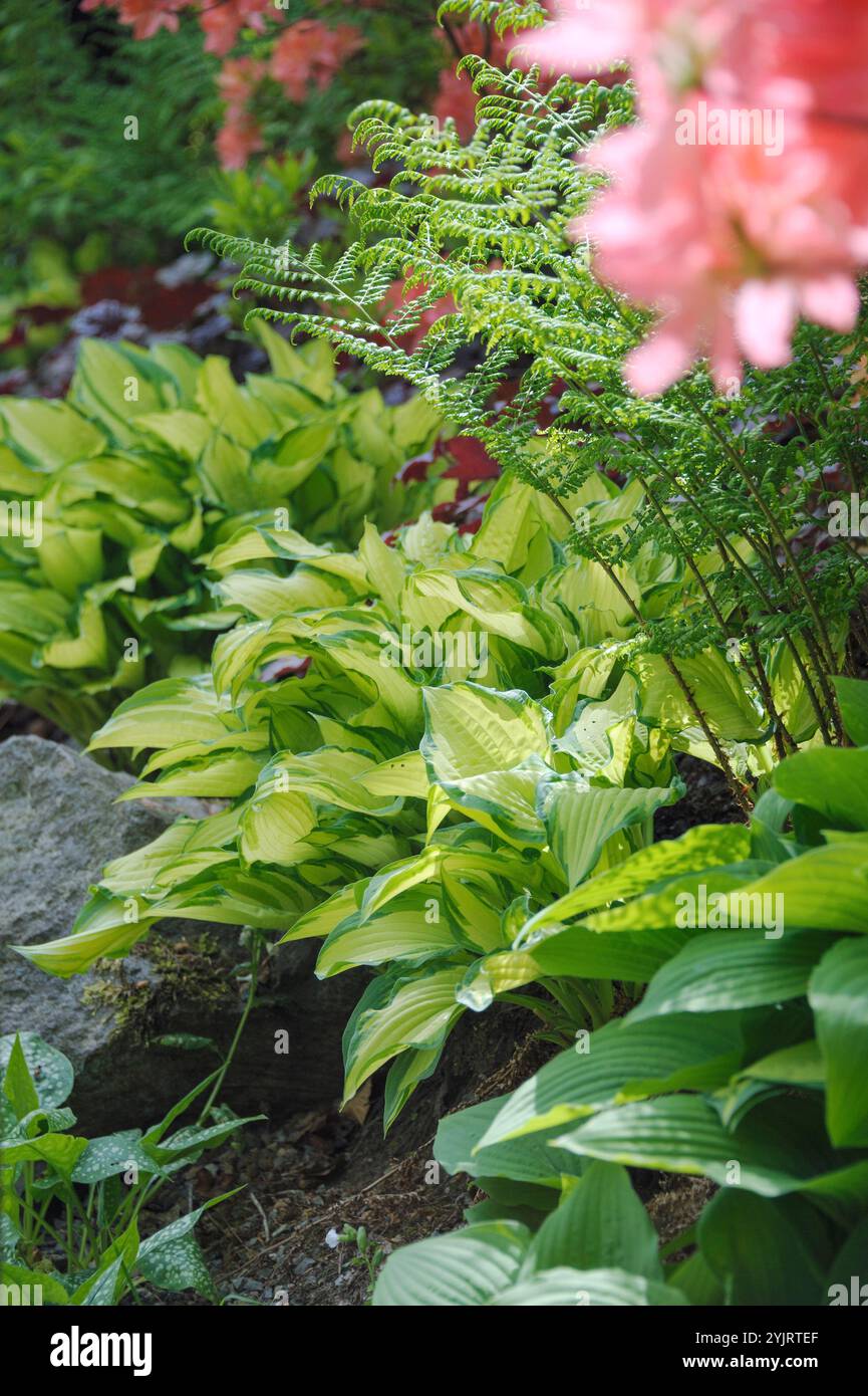 Goldblatt-Funkie Hosta Gold Standard, Gold Leaf Hosta Hosta Gold Standard, Gold Leaf Hosta Hosta Gold Standard Foto Stock