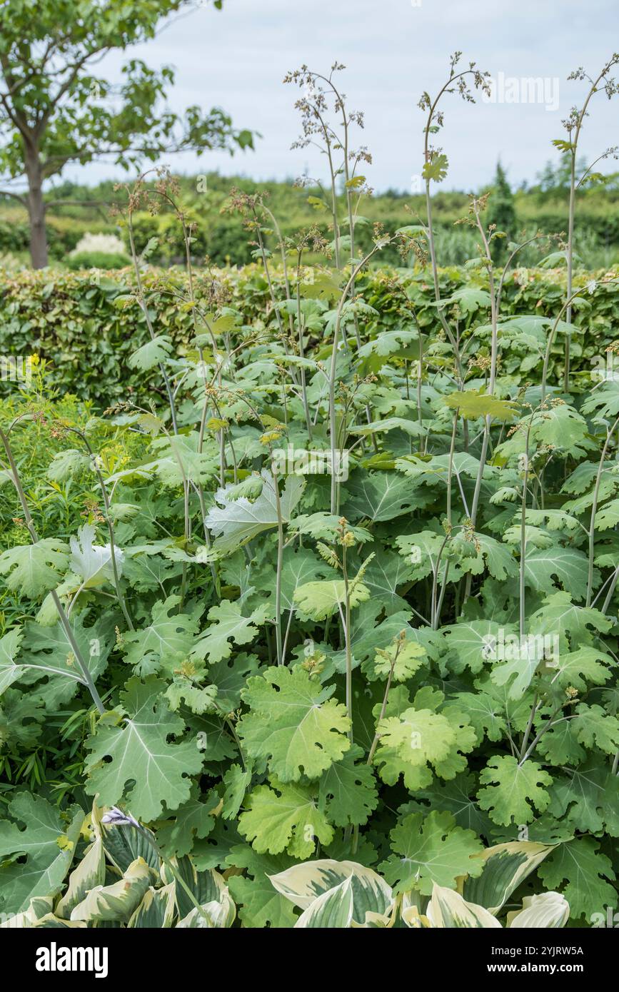 Federmohn Macleaya Microcarpa Kelways Coral Plume, Poppy di primavera Macleaya Microcarpa Kelways Coral Plume Foto Stock