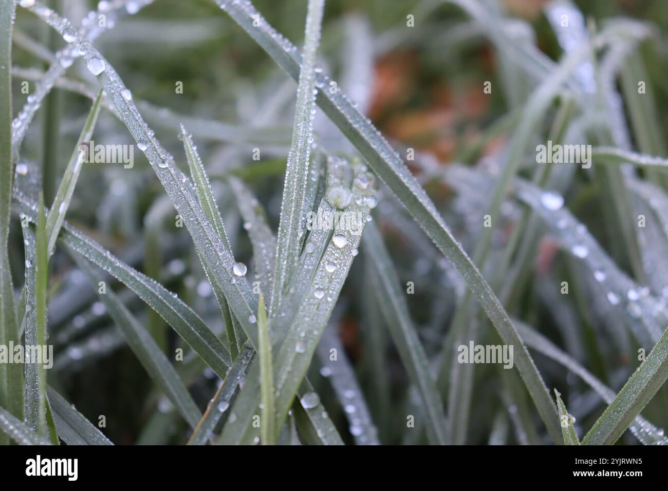 Morgentau mit feinen und großen runden Tropfen, ähnlich wie Glasperlen auf sattgrünen Grashalmen im Herbst Foto Stock