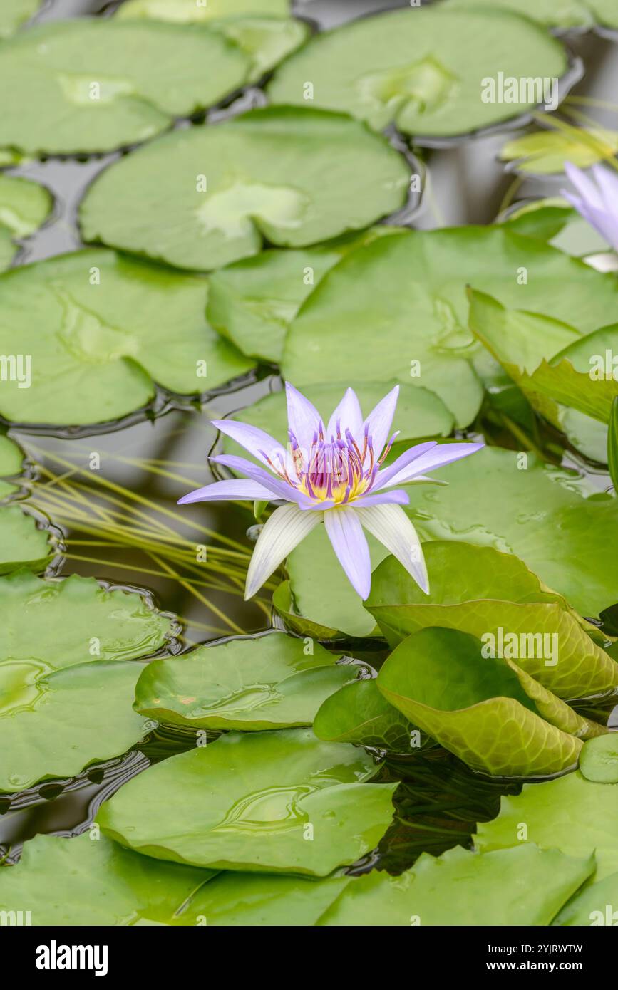 Seerose Ninfea colorata, acqua Lily Ninfea colorata Foto Stock